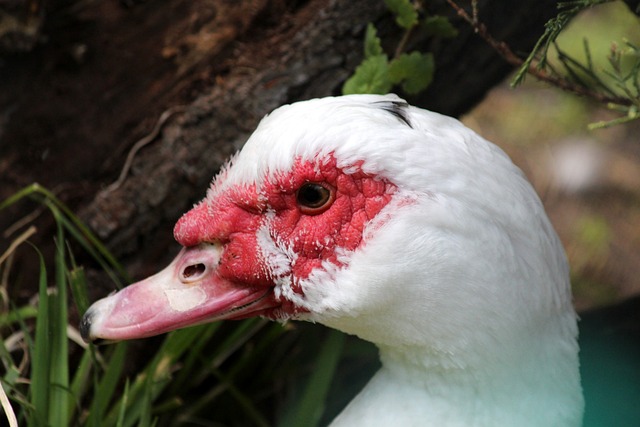 足球比赛 足球比赛